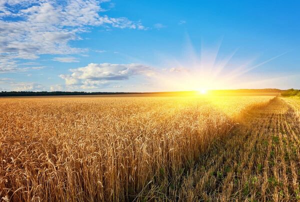 224 هزار تن گندم در آذربایجان شرقی خرید تضمینی شد