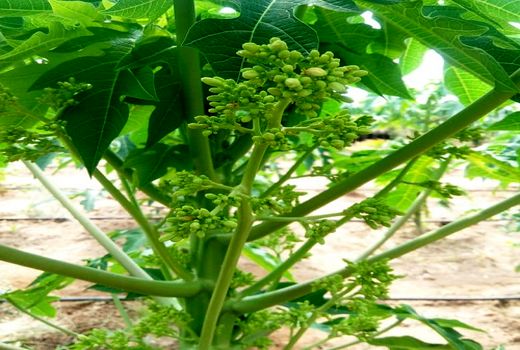 نهال گواهی شده ی پاپایا در مرودشت کشت شد 