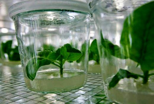 تولید یک میلیون نهال به روش کشت بافت