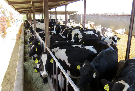 بیش از26هزارراس دام درسیستان وبلوچستان پلاک کوبی شدند