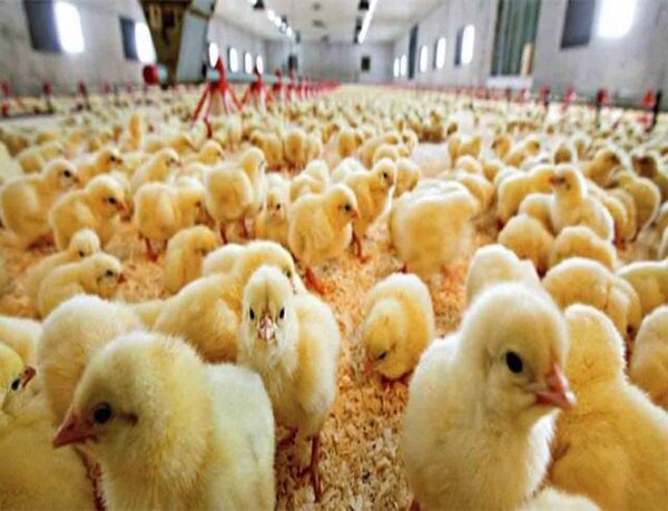 جوجه ریزی ۴۲۰ هزار قطعه مرغ گوشتی در مرغداری های شهرستان نقده 
