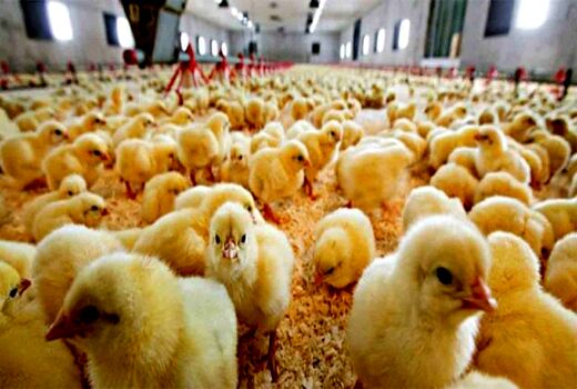 جوجه ریزی ۴۲۰ هزار قطعه مرغ گوشتی در مرغداری های شهرستان نقده 