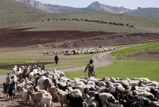 عشایر اصفهان رکورددار تولید دام سبک در کشور