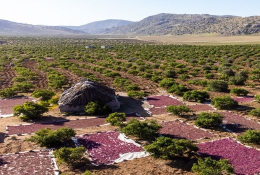 تولید 7 هزار تن گل در بزرگترین دشت گل محمدی جهان