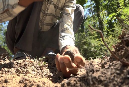 سگ‌های تازی، «ترافل یاب» شدند