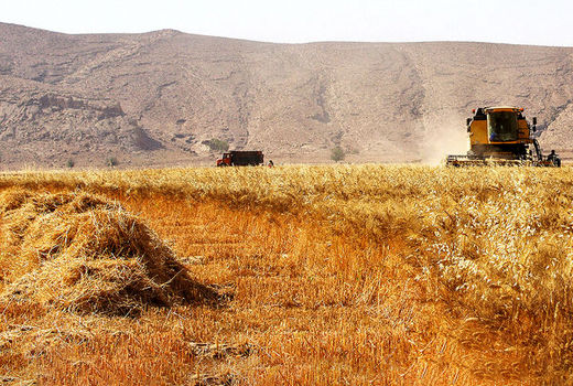 خرید  7.7 میلیون تن گندم مازاد بر نیاز کشاورزان