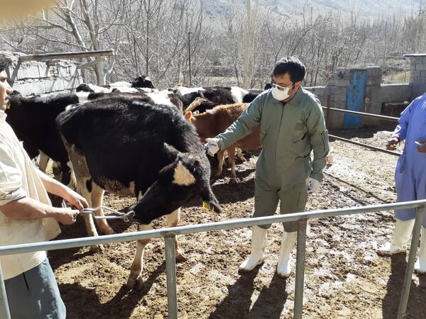 اجرای طرح واکسیناسیون تب برفکی دام سنگین در استان کرمان