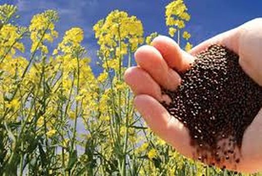 متعهد به کاشت 600 هکتار کلزا هستیم