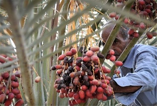 برداشت 2000 تن خرما از نخلستانهای شهرستان ارزوئیه