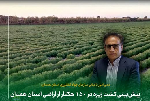 پیش‌بینی کشت زیره در ۱۵۰ هکتار از اراضی استان همدان