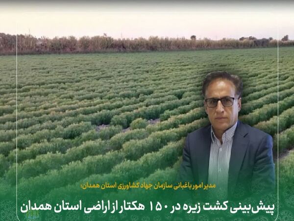 پیش‌بینی کشت زیره در ۱۵۰ هکتار از اراضی استان همدان
