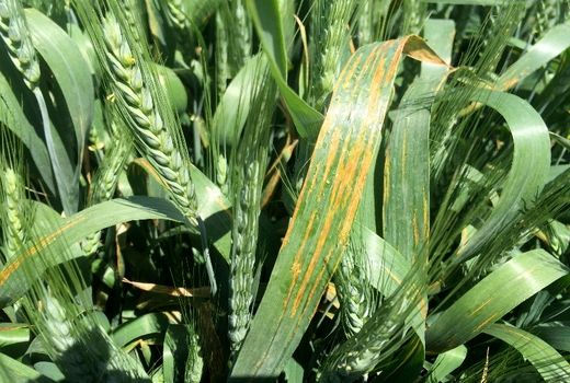 پیش بینی خسارت 10 درصدی بیماری لکه نواری باکتریایی غلات به مزارع گندم و جو