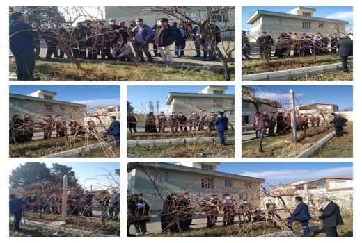 برگزاری روز مزرعه هرس باغات انگور در تاکستان