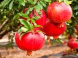 افزایش ۲۰ درصدی تولید انار در فیروزکوه