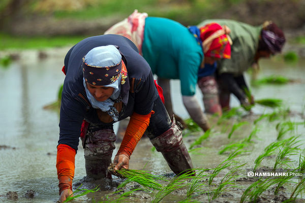 از ایران تا آسیا و اقیانوسیه؛ صدای زنان روستایی ایرانی شنیده شد