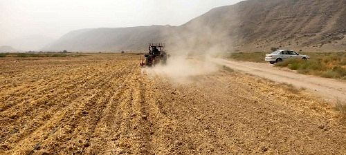 آغاز کشت ذرت علوفه ای در خنج 