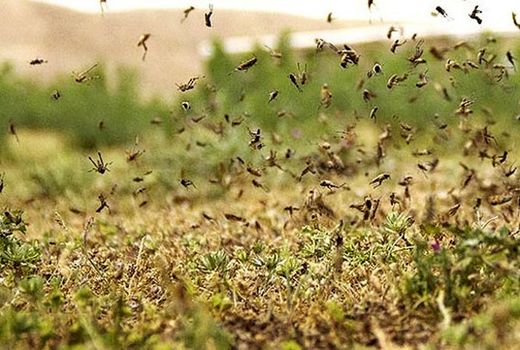 آغاز عملیات  مبارزه شیمیایی  با پوره ملخ  در مناطقی از شهرستان رازو جرگلان 