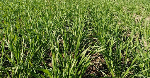  عقب‌ماندگی رشد غلات در شیروان با بارندگی بهاره جبران شد