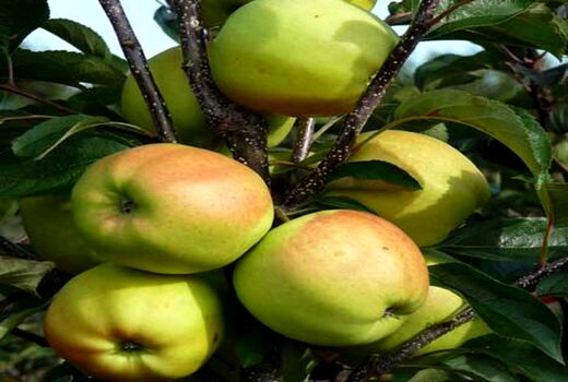 برداشت سیب درختی در شهرستان بردسیر