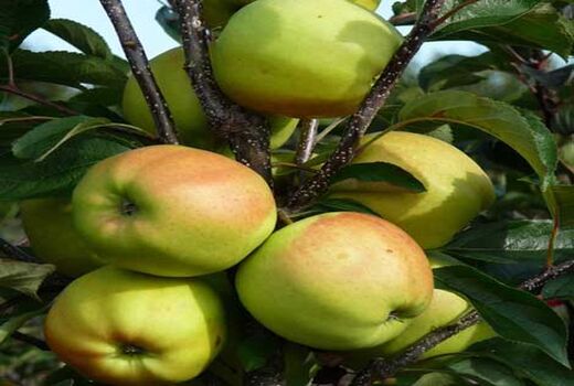 برداشت سیب درختی در شهرستان بردسیر