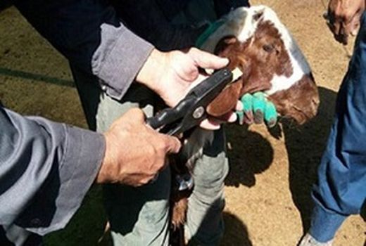 پلاک‌گذاری 10هزار راس دام در شهرستان ری انجام شد