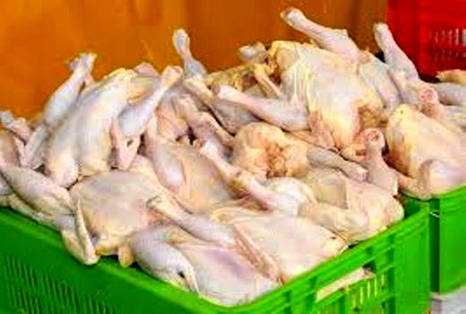  11500 تن گوشت سفید در واحدهای صنعتی پرورش طیور  در خراسان شمالی تولید شد