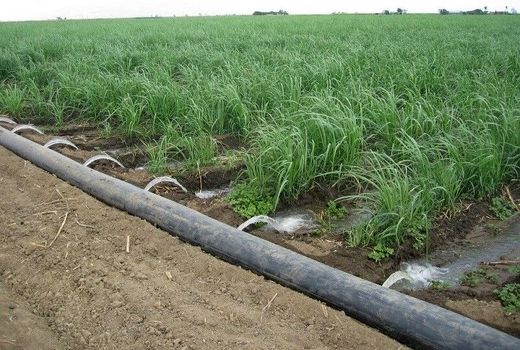 آبیاری در زمان مناسب، مصرف آب کشاورزی را کاهش می‌دهد