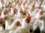 قیمت مرغ دراصفهان به۳۱هزارتومان رسید/جوجه‌های وارداتی در راه است