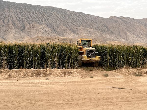 مزارع آلوده به فاضلاب خام در کازرون امحاء شد
