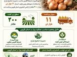 برداشت ۱۱ هزارتن پیاز؛ حاصل مدیریت نوین مزارع قزوین
