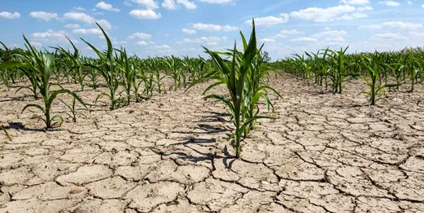  خسارت ۸ هزار و ۵۰۰ میلیارد ریالی خشکسالی به کشاورزی استان ایلام