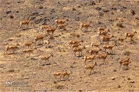 افزایش آمار حیات وحش تهران نسبت به سال گذشته
