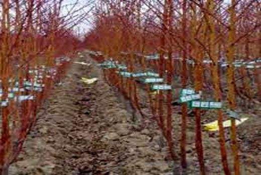 برگشت خوردن محموله های نهال پسته فاقد گواهی بهداشت نباتی و لیبل از شهرستان سیرجان به مبدأ 