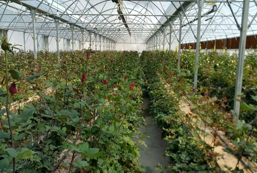 اصفهان رتبه سوم در تولید گل محمدی