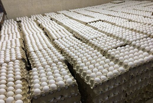 تولید ۱۲۰۰ تن تخم‌مرغ در استان بوشهر 