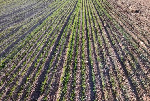  اجرای مزرعه نمایشی گندم با مقایسه دو شرایط شخم در چاراویماق