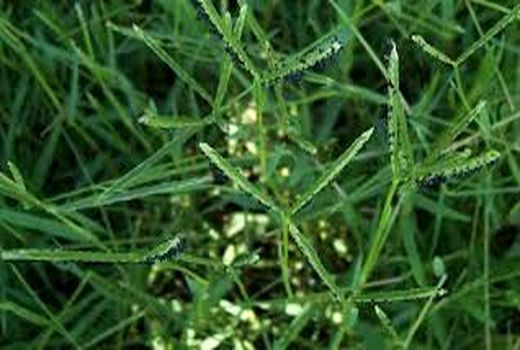 مبارزه شیمیایی با علف‌های هرز مزارع گندم و جو