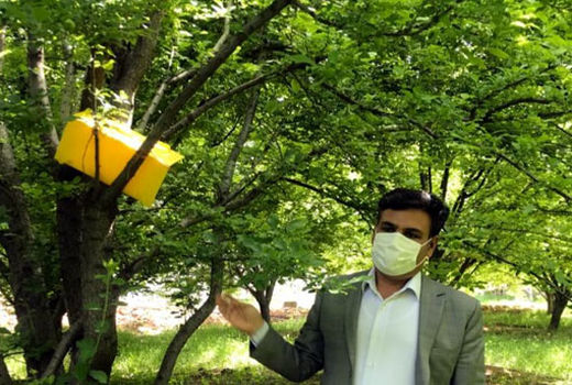 نصب تله‌های فرمونی در ایستگاه‌های پیش‌آگاهی در باغات شهرستان مراغه