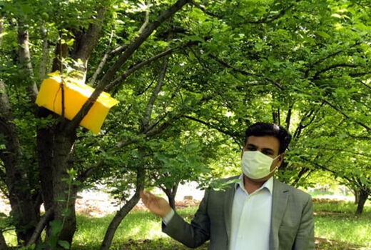 نصب تله‌های فرمونی در ایستگاه‌های پیش‌آگاهی در باغات شهرستان مراغه