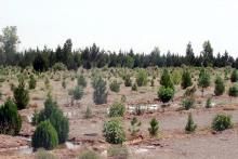 بیابانزدایی گسترده در استان بوشهر