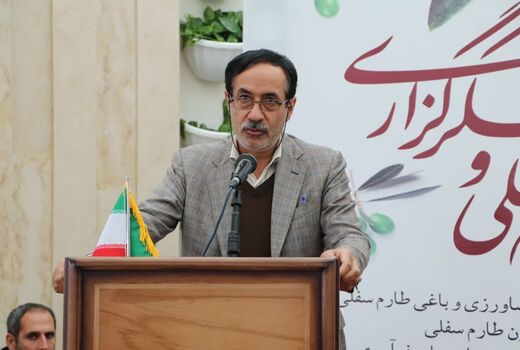 تشکل‌ها و سمن‌های زیتون در قزوین تقویت شوند