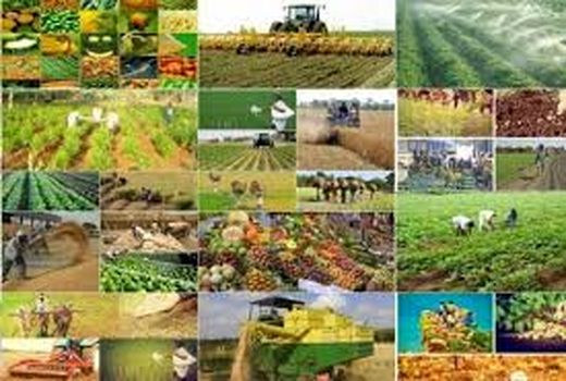 آغاز اجرای طرح نهضت جهش تولید در عرصه کشاورزی و دامپروری در استان البرز