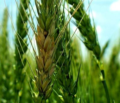 مبارزه با بیماری‌های برگی در مزارع غلات استان خراسان شمالی