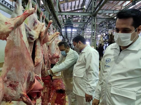 ممنوعیت کشتار دام‌های آبستن 