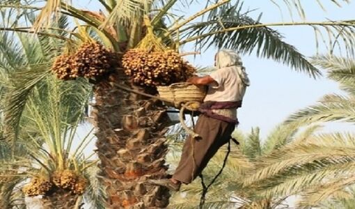 پیش بینی تولید بیش از 18 هزارتن خرما در شهرستان داراب 