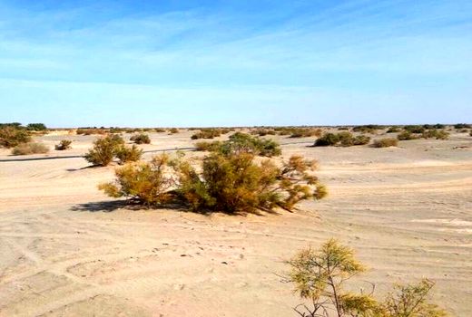 ۵۶۹ هزار هکتار اراضی بوشهر تحت تاثیر فرسایش بادی است