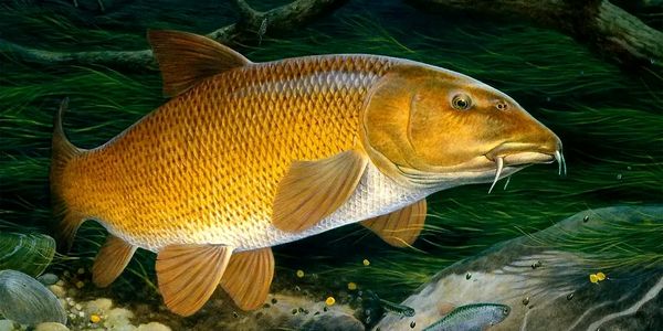 پژوهشکده آبزیپروری در مسیر نوآوری ست/ از احیای زردهپر تا تولید بستنی ماهی