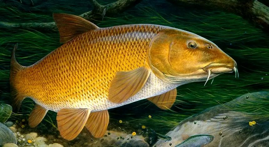 پژوهشکده آبزی‌پروری در مسیر نوآوری ست/ از احیای زرده‌پر تا تولید بستنی ماهی