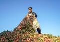 کاهش ۴۰ درصدی سهم کشاورزی از مصرف آب/توسعه پسته باید بر پایه ظرفیت واقعی منابع آب باشد