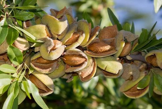 تولید بیش از 8250 تن محصول بادام در استان آذربایجان شرقی در سال جاری
